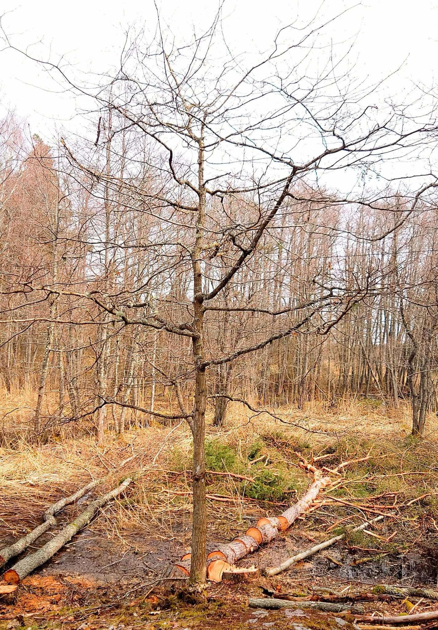 Naturvård efter beskärning 1