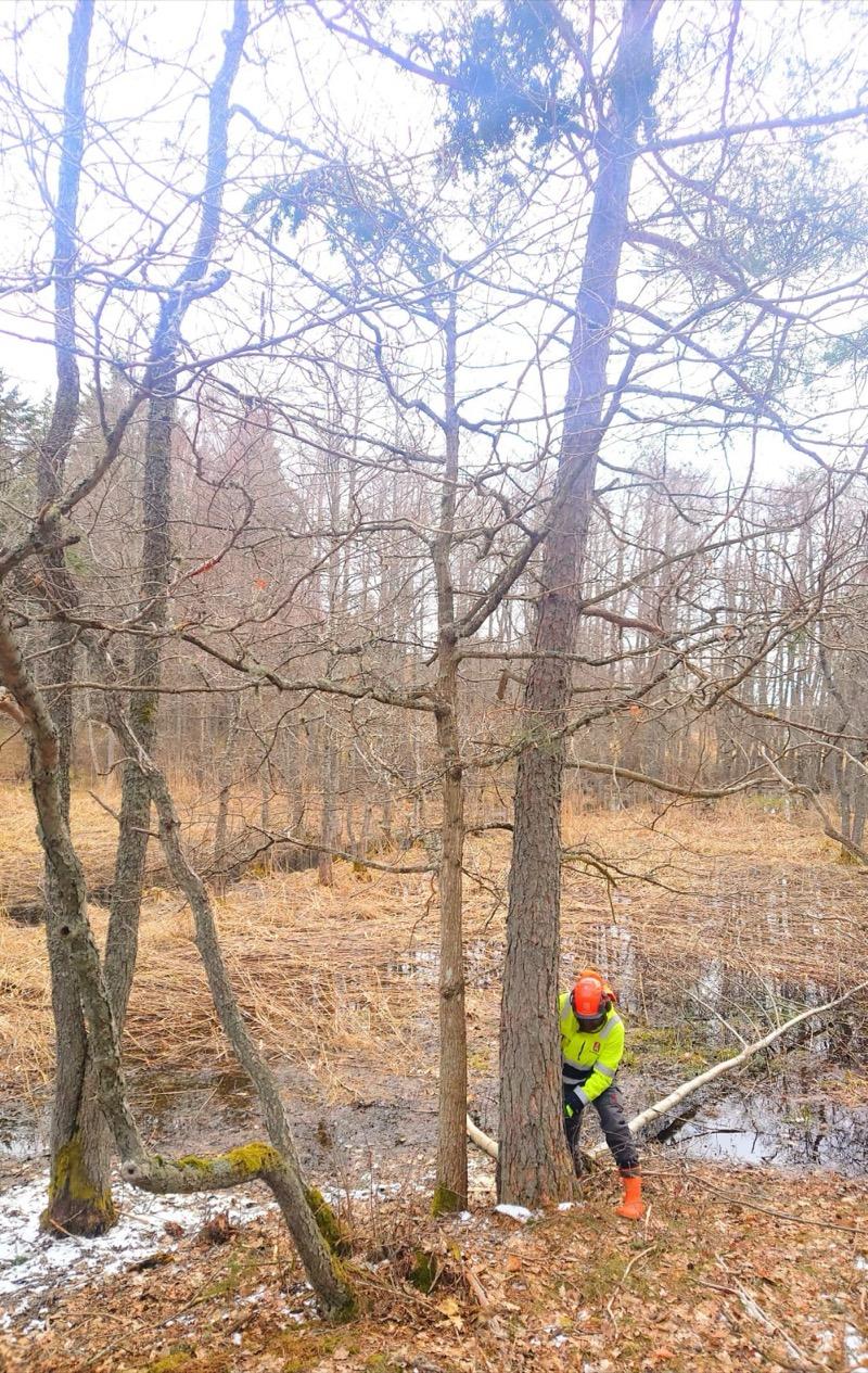 Ek före friställning och gallring av gran