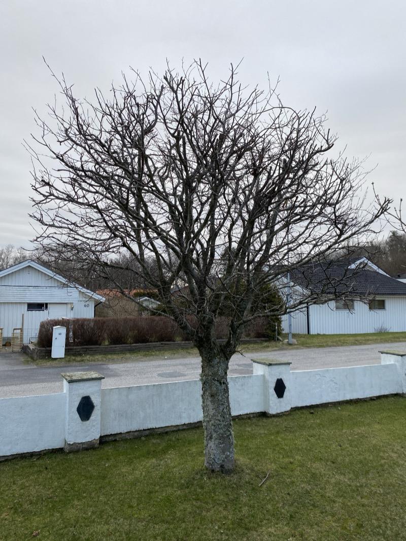 Risig blodbok före kronbeskärning